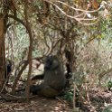 TZA ARU Ngorongoro 2016DEC23 005 : 2016, 2016 - African Adventures, Africa, Arusha, Date, December, Eastern, Month, Ngorongoro, Places, Tanzania, Trips, Year