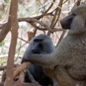 TZA ARU Ngorongoro 2016DEC23 006 : 2016, 2016 - African Adventures, Africa, Arusha, Date, December, Eastern, Month, Ngorongoro, Places, Tanzania, Trips, Year