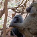 TZA_ARU_Ngorongoro_2016DEC23_006.jpg