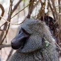 TZA ARU Ngorongoro 2016DEC23 007 : 2016, 2016 - African Adventures, Africa, Arusha, Date, December, Eastern, Month, Ngorongoro, Places, Tanzania, Trips, Year