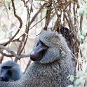 TZA ARU Ngorongoro 2016DEC23 008 : 2016, 2016 - African Adventures, Africa, Arusha, Date, December, Eastern, Month, Ngorongoro, Places, Tanzania, Trips, Year