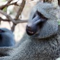 TZA ARU Ngorongoro 2016DEC23 009 : 2016, 2016 - African Adventures, Africa, Arusha, Date, December, Eastern, Month, Ngorongoro, Places, Tanzania, Trips, Year