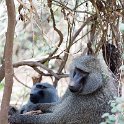 TZA ARU Ngorongoro 2016DEC23 010 : 2016, 2016 - African Adventures, Africa, Arusha, Date, December, Eastern, Month, Ngorongoro, Places, Tanzania, Trips, Year