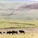 TZA_ARU_Ngorongoro_2016DEC23_042.jpg