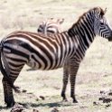 TZA_ARU_Ngorongoro_2016DEC23_048.jpg