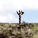 TZA ARU Ngorongoro 2016DEC23 050 : 2016, 2016 - African Adventures, Africa, Arusha, Date, December, Eastern, Month, Ngorongoro, Places, Tanzania, Trips, Year