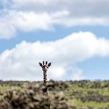 TZA ARU Ngorongoro 2016DEC23 054 : 2016, 2016 - African Adventures, Africa, Arusha, Date, December, Eastern, Month, Ngorongoro, Places, Tanzania, Trips, Year