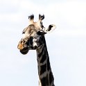 TZA ARU Ngorongoro 2016DEC23 066 : 2016, 2016 - African Adventures, Africa, Arusha, Date, December, Eastern, Month, Ngorongoro, Places, Tanzania, Trips, Year