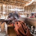 TZA ARU Ngorongoro 2016DEC25 Loongoku 037 : 2016, 2016 - African Adventures, Africa, Arusha, Date, December, Eastern, Loongoku Village, Month, Places, Tanzania, Trips, Year