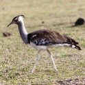 TZA ARU Ngorongoro 2016DEC26 Crater 012 : 2016, 2016 - African Adventures, Africa, Arusha, Crater, Date, December, Eastern, Month, Ngorongoro, Places, Tanzania, Trips, Year