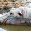 TZA ARU Ngorongoro 2016DEC26 Crater 014 : 2016, 2016 - African Adventures, Africa, Arusha, Crater, Date, December, Eastern, Mandusi Hippo Pool, Month, Ngorongoro, Places, Tanzania, Trips, Year