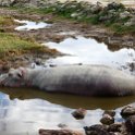 TZA ARU Ngorongoro 2016DEC26 Crater 015 : 2016, 2016 - African Adventures, Africa, Arusha, Crater, Date, December, Eastern, Mandusi Hippo Pool, Month, Ngorongoro, Places, Tanzania, Trips, Year