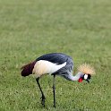 TZA ARU Ngorongoro 2016DEC26 Crater 021 : 2016, 2016 - African Adventures, Africa, Arusha, Crater, Date, December, Eastern, Mandusi Hippo Pool, Month, Ngorongoro, Places, Tanzania, Trips, Year