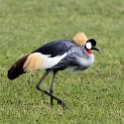 TZA ARU Ngorongoro 2016DEC26 Crater 022 : 2016, 2016 - African Adventures, Africa, Arusha, Crater, Date, December, Eastern, Mandusi Hippo Pool, Month, Ngorongoro, Places, Tanzania, Trips, Year