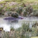 TZA ARU Ngorongoro 2016DEC26 Crater 024 : 2016, 2016 - African Adventures, Africa, Arusha, Crater, Date, December, Eastern, Mandusi Hippo Pool, Month, Ngorongoro, Places, Tanzania, Trips, Year