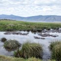 TZA ARU Ngorongoro 2016DEC26 Crater 025 : 2016, 2016 - African Adventures, Africa, Arusha, Crater, Date, December, Eastern, Mandusi Hippo Pool, Month, Ngorongoro, Places, Tanzania, Trips, Year