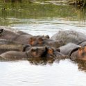 TZA ARU Ngorongoro 2016DEC26 Crater 026 : 2016, 2016 - African Adventures, Africa, Arusha, Crater, Date, December, Eastern, Mandusi Hippo Pool, Month, Ngorongoro, Places, Tanzania, Trips, Year