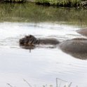 TZA ARU Ngorongoro 2016DEC26 Crater 029 : 2016, 2016 - African Adventures, Africa, Arusha, Crater, Date, December, Eastern, Mandusi Hippo Pool, Month, Ngorongoro, Places, Tanzania, Trips, Year