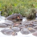 TZA ARU Ngorongoro 2016DEC26 Crater 031 : 2016, 2016 - African Adventures, Africa, Arusha, Crater, Date, December, Eastern, Mandusi Hippo Pool, Month, Ngorongoro, Places, Tanzania, Trips, Year