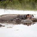TZA ARU Ngorongoro 2016DEC26 Crater 032 : 2016, 2016 - African Adventures, Africa, Arusha, Crater, Date, December, Eastern, Mandusi Hippo Pool, Month, Ngorongoro, Places, Tanzania, Trips, Year