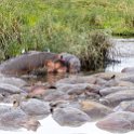 TZA ARU Ngorongoro 2016DEC26 Crater 033 : 2016, 2016 - African Adventures, Africa, Arusha, Crater, Date, December, Eastern, Mandusi Hippo Pool, Month, Ngorongoro, Places, Tanzania, Trips, Year