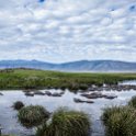 TZA ARU Ngorongoro 2016DEC26 Crater 034 : 2016, 2016 - African Adventures, Africa, Arusha, Crater, Date, December, Eastern, Mandusi Hippo Pool, Month, Ngorongoro, Places, Tanzania, Trips, Year