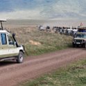 TZA ARU Ngorongoro 2016DEC26 Crater 055 : 2016, 2016 - African Adventures, Africa, Arusha, Crater, Date, December, Eastern, Month, Ngorongoro, Places, Tanzania, Trips, Year