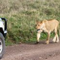 TZA ARU Ngorongoro 2016DEC26 Crater 056 : 2016, 2016 - African Adventures, Africa, Arusha, Crater, Date, December, Eastern, Month, Ngorongoro, Places, Tanzania, Trips, Year