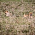 TZA ARU Ngorongoro 2016DEC26 Crater 060 : 2016, 2016 - African Adventures, Africa, Arusha, Crater, Date, December, Eastern, Month, Ngorongoro, Places, Tanzania, Trips, Year