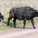 TZA ARU Ngorongoro 2016DEC26 Crater 061 : 2016, 2016 - African Adventures, Africa, Arusha, Crater, Date, December, Eastern, Month, Ngorongoro, Places, Tanzania, Trips, Year