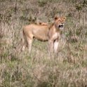 TZA ARU Ngorongoro 2016DEC26 Crater 062 : 2016, 2016 - African Adventures, Africa, Arusha, Crater, Date, December, Eastern, Month, Ngorongoro, Places, Tanzania, Trips, Year