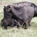 TZA ARU Ngorongoro 2016DEC26 Crater 063 : 2016, 2016 - African Adventures, Africa, Arusha, Crater, Date, December, Eastern, Month, Ngorongoro, Places, Tanzania, Trips, Year