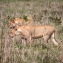 TZA ARU Ngorongoro 2016DEC26 Crater 064 : 2016, 2016 - African Adventures, Africa, Arusha, Crater, Date, December, Eastern, Month, Ngorongoro, Places, Tanzania, Trips, Year