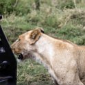 TZA ARU Ngorongoro 2016DEC26 Crater 069 : 2016, 2016 - African Adventures, Africa, Arusha, Crater, Date, December, Eastern, Month, Ngorongoro, Places, Tanzania, Trips, Year