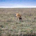 TZA ARU Ngorongoro 2016DEC26 Crater 075 : 2016, 2016 - African Adventures, Africa, Arusha, Crater, Date, December, Eastern, Month, Ngorongoro, Places, Tanzania, Trips, Year