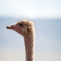 TZA ARU Ngorongoro 2016DEC26 Crater 077 : 2016, 2016 - African Adventures, Africa, Arusha, Crater, Date, December, Eastern, Month, Ngorongoro, Places, Tanzania, Trips, Year