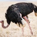 TZA ARU Ngorongoro 2016DEC26 Crater 079 : 2016, 2016 - African Adventures, Africa, Arusha, Crater, Date, December, Eastern, Month, Ngorongoro, Places, Tanzania, Trips, Year