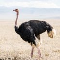 TZA ARU Ngorongoro 2016DEC26 Crater 080 : 2016, 2016 - African Adventures, Africa, Arusha, Crater, Date, December, Eastern, Month, Ngorongoro, Places, Tanzania, Trips, Year