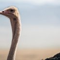 TZA ARU Ngorongoro 2016DEC26 Crater 081 : 2016, 2016 - African Adventures, Africa, Arusha, Crater, Date, December, Eastern, Month, Ngorongoro, Places, Tanzania, Trips, Year