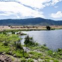 TZA ARU Ngorongoro 2016DEC26 Crater 088 : 2016, 2016 - African Adventures, Africa, Arusha, Crater, Date, December, Eastern, Month, Ngoitokitok Picnic Area, Ngorongoro, Places, Tanzania, Trips, Year