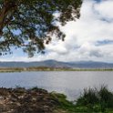 TZA ARU Ngorongoro 2016DEC26 Crater 089 : 2016, 2016 - African Adventures, Africa, Arusha, Crater, Date, December, Eastern, Month, Ngoitokitok Picnic Area, Ngorongoro, Places, Tanzania, Trips, Year