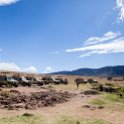 TZA ARU Ngorongoro 2016DEC26 Crater 091 : 2016, 2016 - African Adventures, Africa, Arusha, Crater, Date, December, Eastern, Month, Ngoitokitok Picnic Area, Ngorongoro, Places, Tanzania, Trips, Year