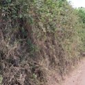 TZA ARU Ngorongoro 2016DEC26 LodoareGate 001 : 2016, 2016 - African Adventures, Africa, Arusha, Date, December, Eastern, Lodoare Gate, Month, Ngorongoro, Places, Tanzania, Trips, Year