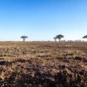 TZA MAR SerengetiNP 2016DEC23 Seronera 004 : 2016, 2016 - African Adventures, Africa, Date, December, Eastern, Mara, Month, Places, Serengeti National Park, Seronera, Tanzania, Trips, Year