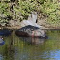 TZA MAR SerengetiNP 2016DEC23 Seronera 009 : 2016, 2016 - African Adventures, Africa, Date, December, Eastern, Mara, Month, Places, Serengeti National Park, Seronera, Tanzania, Trips, Year