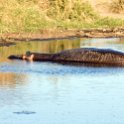 TZA MAR SerengetiNP 2016DEC23 Seronera 010 : 2016, 2016 - African Adventures, Africa, Date, December, Eastern, Mara, Month, Places, Serengeti National Park, Seronera, Tanzania, Trips, Year