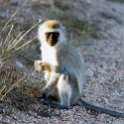 TZA MAR SerengetiNP 2016DEC23 Seronera 011 : 2016, 2016 - African Adventures, Africa, Date, December, Eastern, Mara, Month, Places, Serengeti National Park, Seronera, Tanzania, Trips, Year
