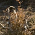 TZA MAR SerengetiNP 2016DEC23 Seronera 012 : 2016, 2016 - African Adventures, Africa, Date, December, Eastern, Mara, Month, Places, Serengeti National Park, Seronera, Tanzania, Trips, Year