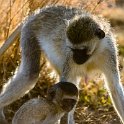 TZA MAR SerengetiNP 2016DEC23 Seronera 013 : 2016, 2016 - African Adventures, Africa, Date, December, Eastern, Mara, Month, Places, Serengeti National Park, Seronera, Tanzania, Trips, Year