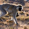 TZA MAR SerengetiNP 2016DEC23 Seronera 014 : 2016, 2016 - African Adventures, Africa, Date, December, Eastern, Mara, Month, Places, Serengeti National Park, Seronera, Tanzania, Trips, Year